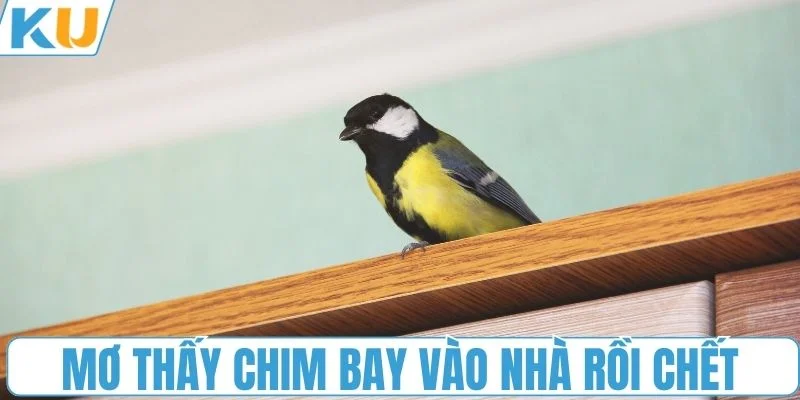 Điềm báo mơ thấy chim bay vào nhà rồi chết