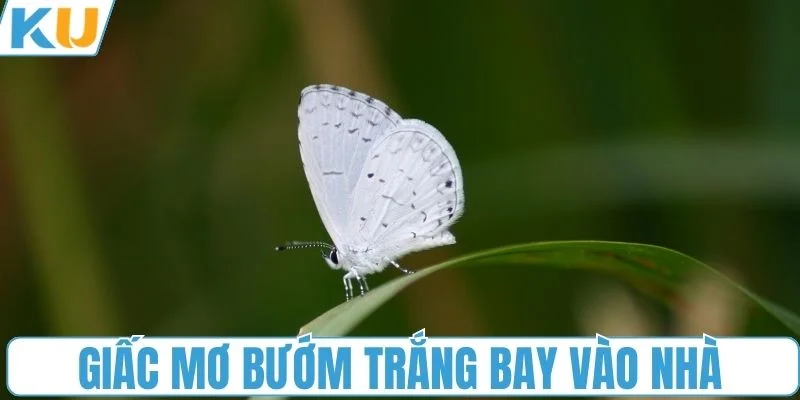 Giấc mơ bướm trắng bay vào nhà