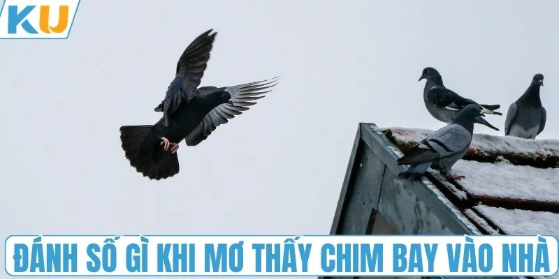 Nên đánh số gì khi mơ thấy chim bay vào nhà