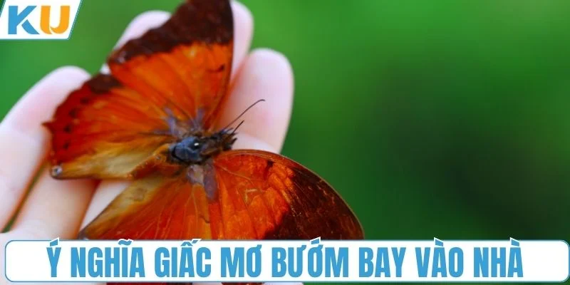 Ý nghĩa giấc mơ bướm bay vào nhà